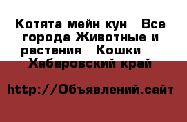 Котята мейн кун - Все города Животные и растения » Кошки   . Хабаровский край